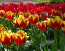 Tulips galore